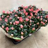 AZALEA 12 CM APRIKOS ARVIDSSONS 1X6
